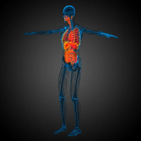 3D render Medikal illüstrasyon insan sindirim sisteminin ve — Stok fotoğraf