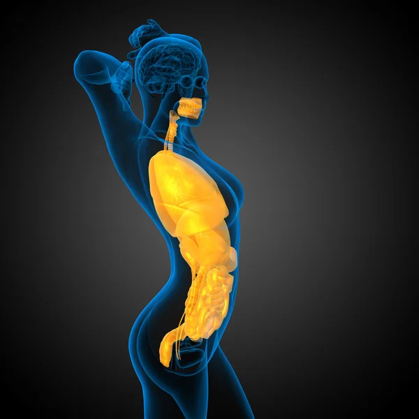 3D візуалізація медичної ілюстрації травної системи людини і — стокове фото