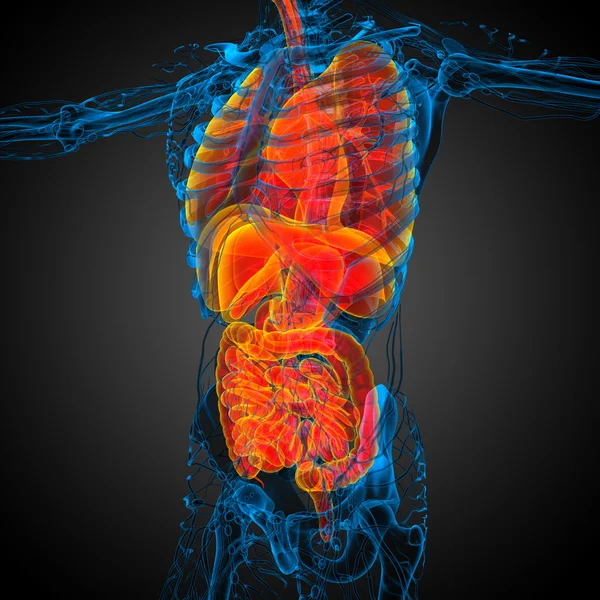 3d render medical illustration of the human digestive system and — Stock Photo, Image