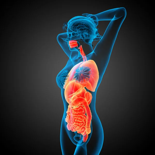 3d render medical illustration of the human digestive system and — Stock Photo, Image