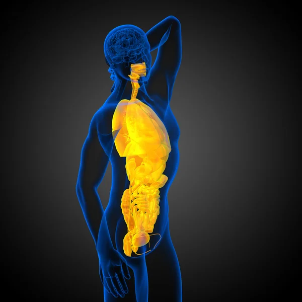 3d render medical illustration of the human digestive system and — Stock Photo, Image