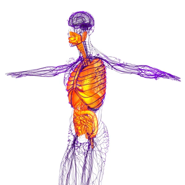 人間の消化器系の 3 d レンダリングの医療イラストと — ストック写真