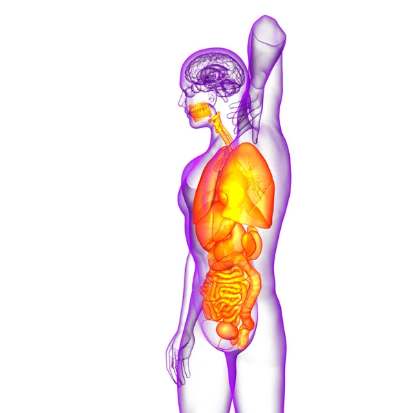 3d hacer ilustración médica del sistema digestivo humano y —  Fotos de Stock