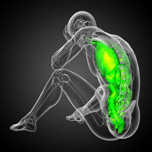 인간의 소화 시스템의 3d 렌더링 의료 일러스트와 — 스톡 사진