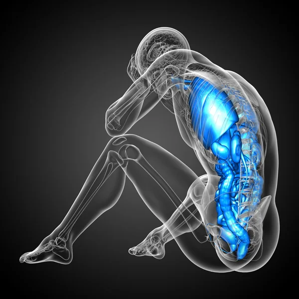 3D-Darstellung medizinischer Illustration des menschlichen Verdauungssystems und — Stockfoto