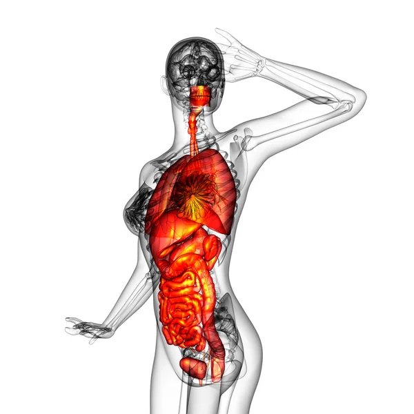 3D render medische illustratie van het menselijke spijsverteringsstelsel en — Stockfoto