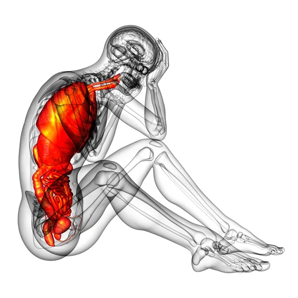 3d hacer ilustración médica del sistema digestivo humano y — Foto de Stock