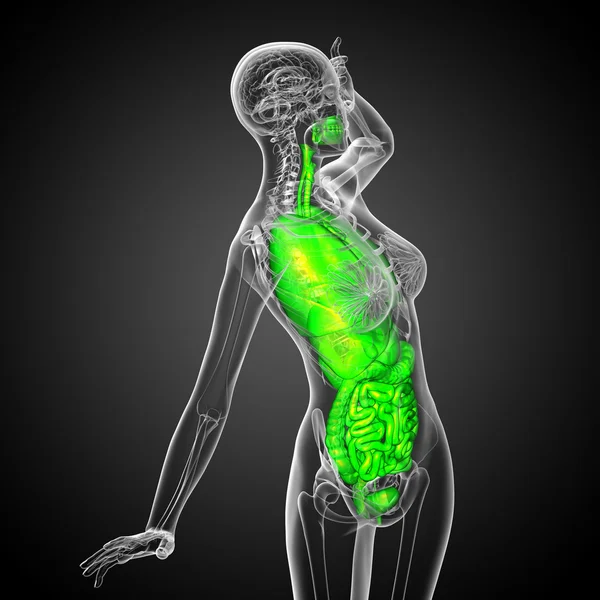 3d hacer ilustración médica del sistema digestivo humano y —  Fotos de Stock