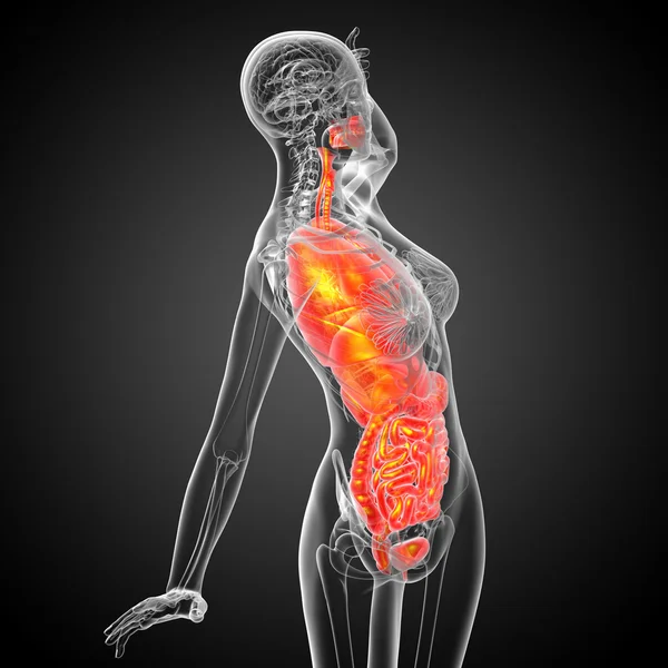 3d hacer ilustración médica del sistema digestivo humano y — Foto de Stock
