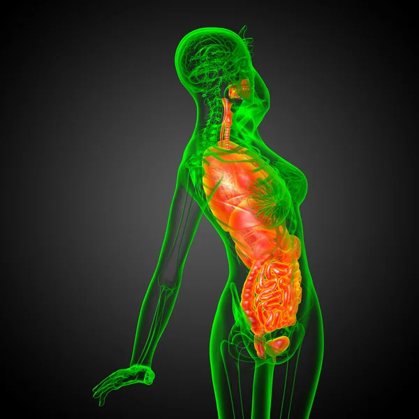 3d rendere illustrazione medica del sistema digestivo umano e — Foto Stock