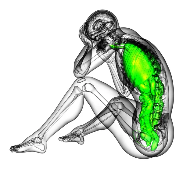 3d hacer ilustración médica del sistema digestivo humano y — Foto de Stock