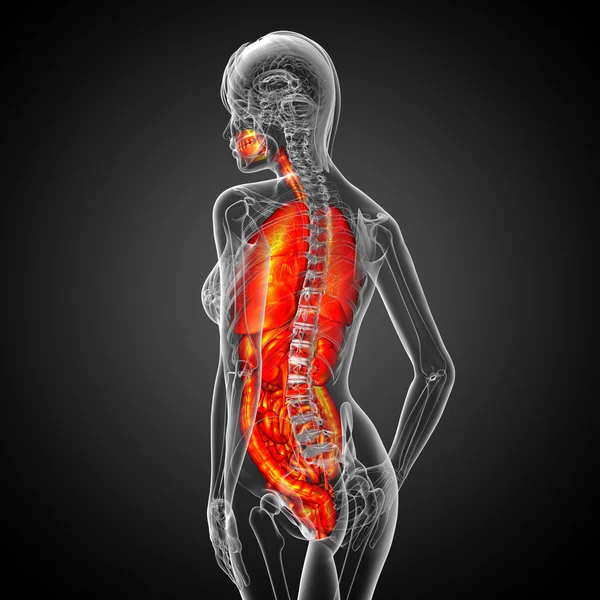 3D göra medicinsk illustration av mänskliga matsmältningssystemet och — Stockfoto