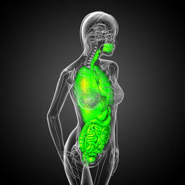 3d представить медицинскую иллюстрацию пищеварительной системы человека и — стоковое фото