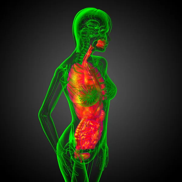 3d hacer ilustración médica del sistema digestivo humano y —  Fotos de Stock