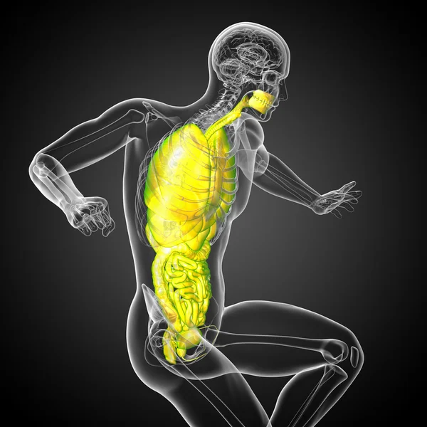 3D render ilustracja medyczny układu pokarmowego człowieka i — Zdjęcie stockowe