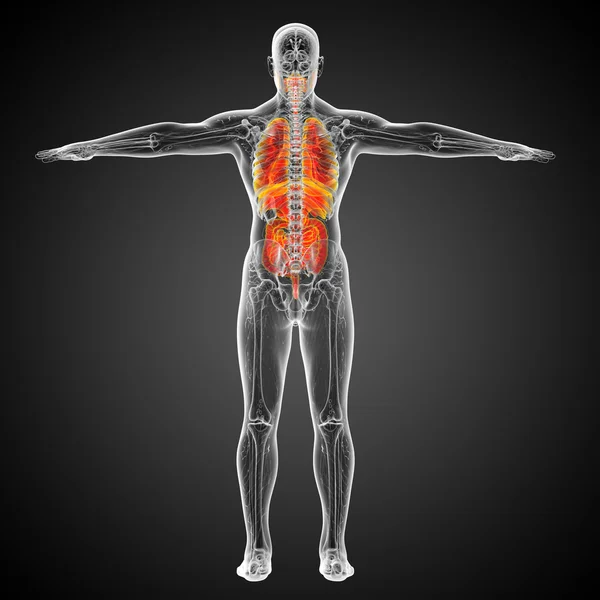 3d zilustrowanie medyczne układu pokarmowego człowieka — Zdjęcie stockowe