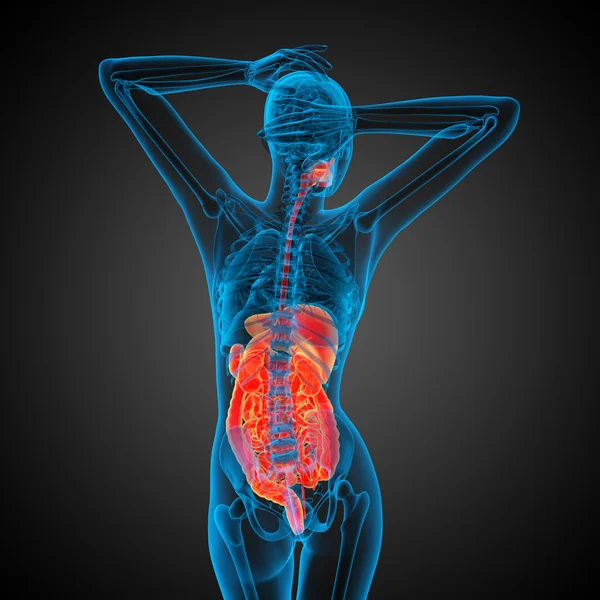 3d показать медицинскую иллюстрацию пищеварительной системы человека — стоковое фото