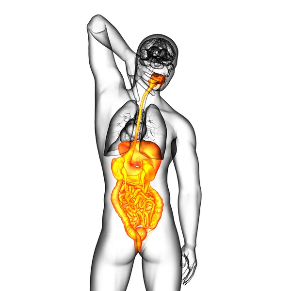 3d hacer ilustración médica del sistema digestivo humano — Foto de Stock