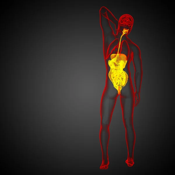 3d rendre illustration médicale du système digestif humain — Photo