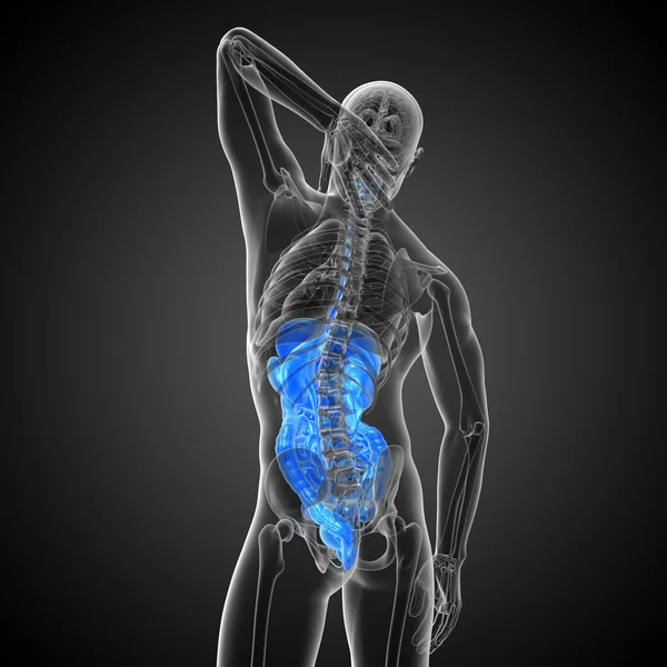 İnsan sindirim sisteminin 3 boyutlu tıbbi çizimi 