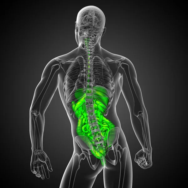 3D візуалізація медичної ілюстрації травної системи людини — стокове фото