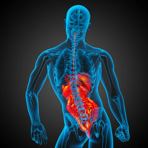 3D-Darstellung medizinischer Illustration des menschlichen Verdauungssystems — Stockfoto