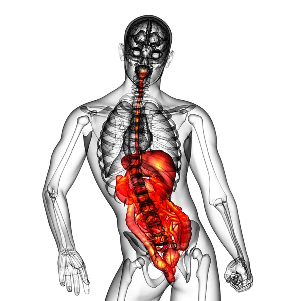 3D візуалізація медичної ілюстрації травної системи людини — стокове фото