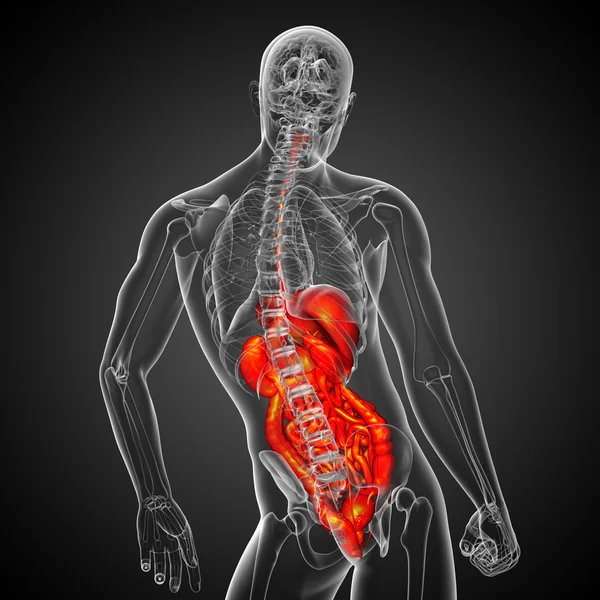 3D-Darstellung medizinischer Illustration des menschlichen Verdauungssystems — Stockfoto