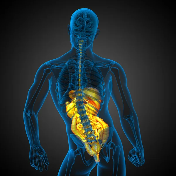 3D-Darstellung medizinischer Illustration des menschlichen Verdauungssystems — Stockfoto