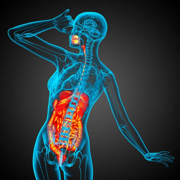 3d render medical illustration of the human digestive system — Stock Photo, Image