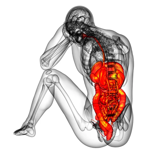 3d tornar ilustração médica do sistema digestivo humano — Fotografia de Stock