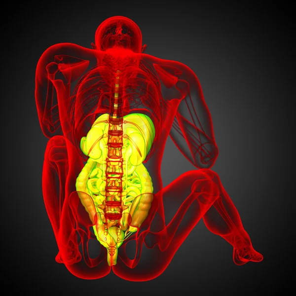 3d rendre illustration médicale du système digestif humain — Photo