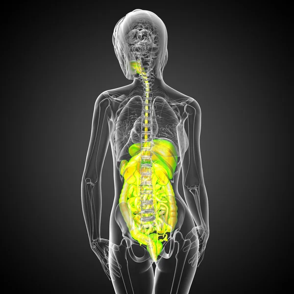 3d rendre illustration médicale du système digestif humain — Photo