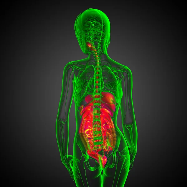 İnsan sindirim sisteminin 3 boyutlu tıbbi çizimi — Stok fotoğraf