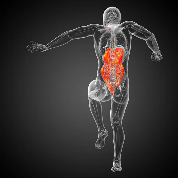 3d rendre illustration médicale du système digestif humain — Photo