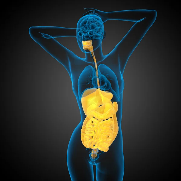 3D göra medicinsk illustration av det mänskliga matsmältningssystemet — Stockfoto