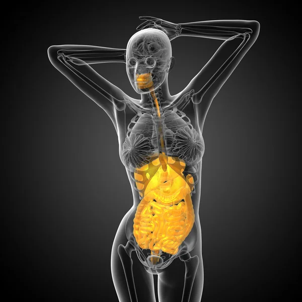 3D-Darstellung medizinischer Illustration des menschlichen Verdauungssystems — Stockfoto