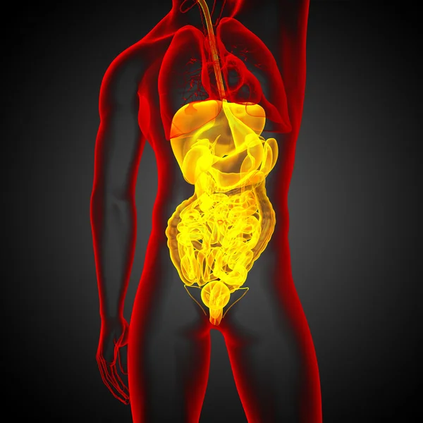 3d hacer ilustración médica del sistema digestivo humano — Foto de Stock