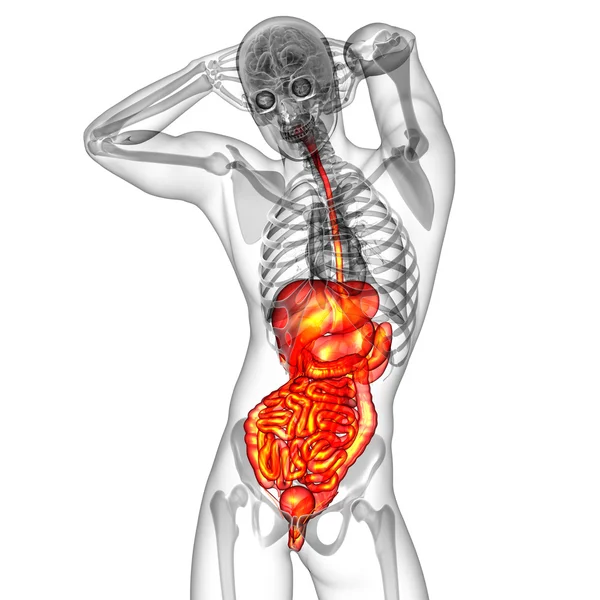3d render medical illustration of the human digestive system — Stock Photo, Image