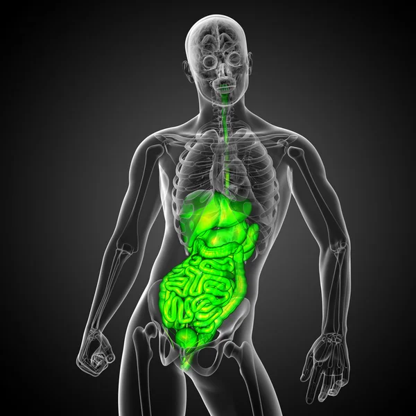 3d hacer ilustración médica del sistema digestivo humano —  Fotos de Stock