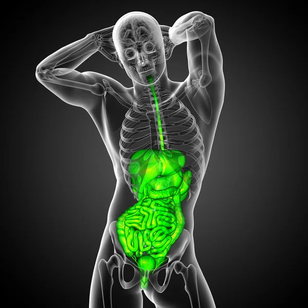 3D แสดงภาพทางการแพทย์ของระบบการย่อยอาหารของมนุษย์ — ภาพถ่ายสต็อก