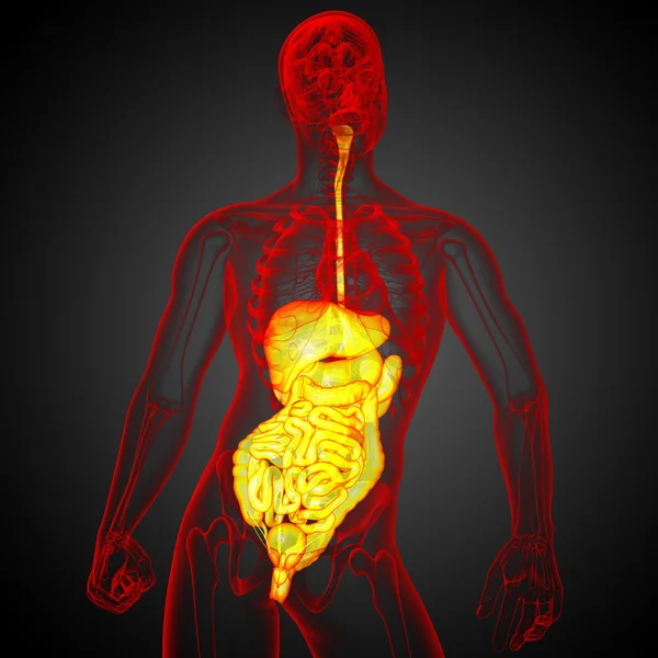 3d показать медицинскую иллюстрацию пищеварительной системы человека — стоковое фото