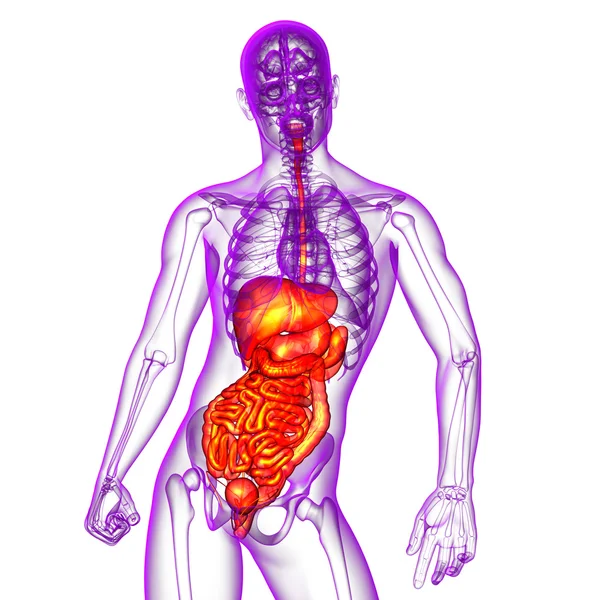 3d hacer ilustración médica del sistema digestivo humano — Foto de Stock