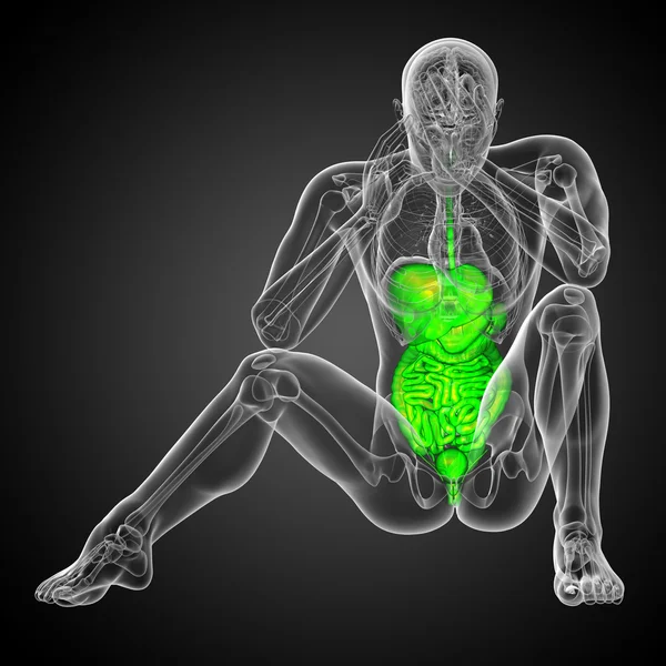 3D-Darstellung medizinischer Illustration des menschlichen Verdauungssystems — Stockfoto