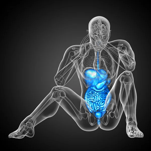 3d render medical illustration of the human digestive system — Stock Photo, Image