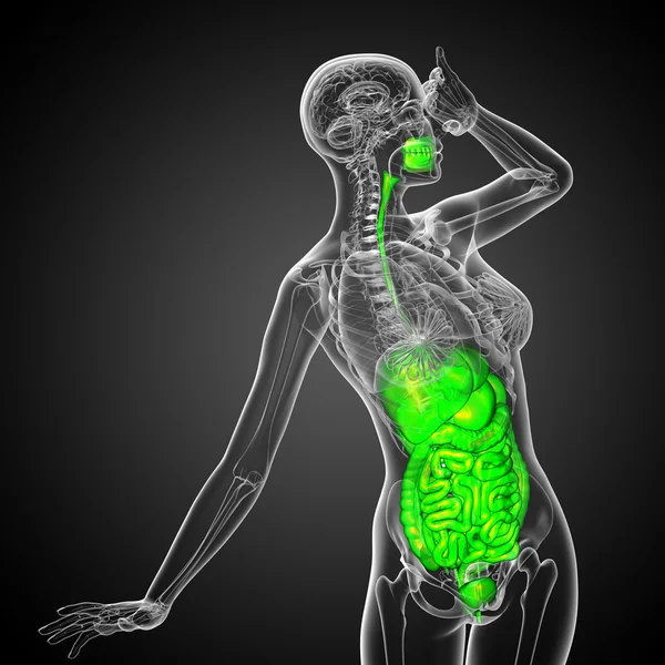 3d teszi orvosi illusztráció az emberi emésztőrendszer — Stock Fotó