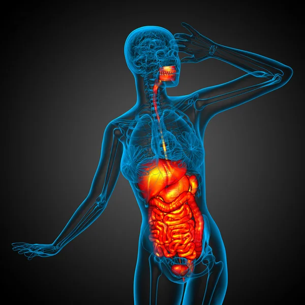 3D-Darstellung medizinischer Illustration des menschlichen Verdauungssystems — Stockfoto