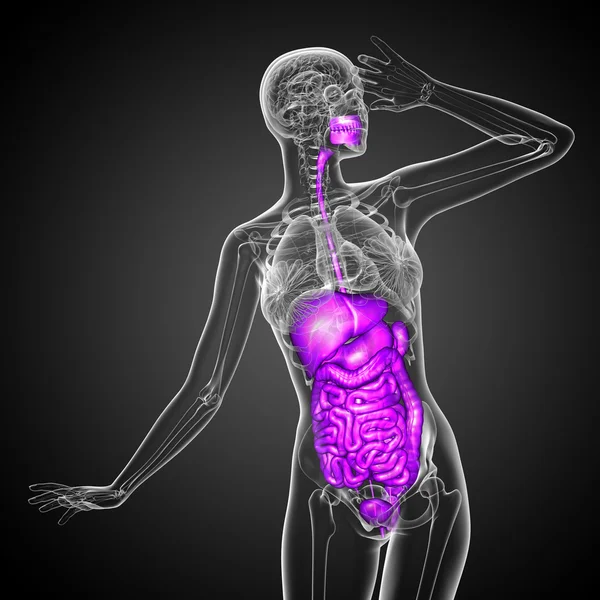 3d rendre illustration médicale du système digestif humain — Photo