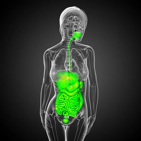 3d hacer ilustración médica del sistema digestivo humano — Foto de Stock