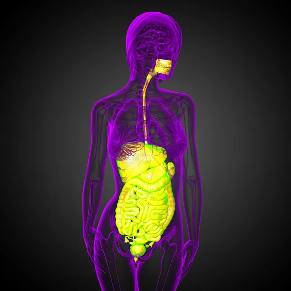 3d tornar ilustração médica do sistema digestivo humano — Fotografia de Stock